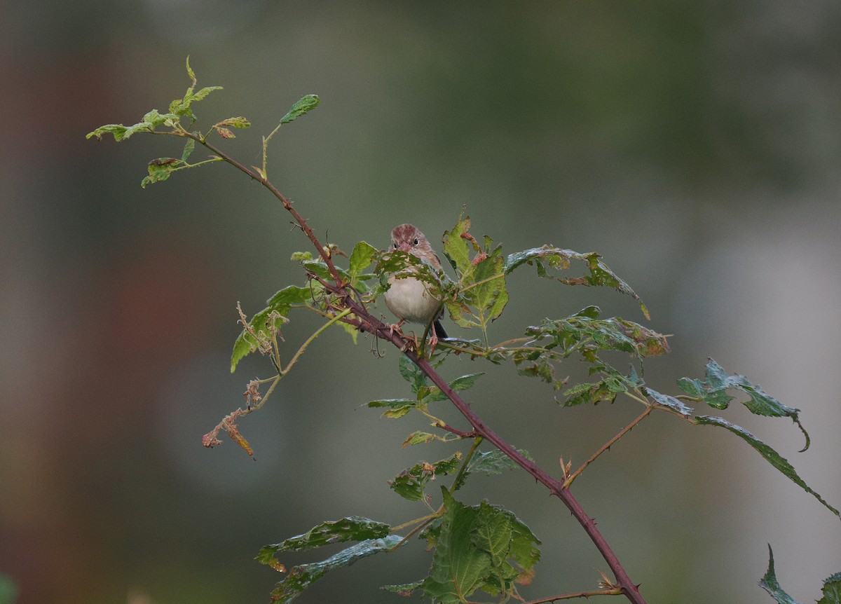 Field Sparrow - ML641965478