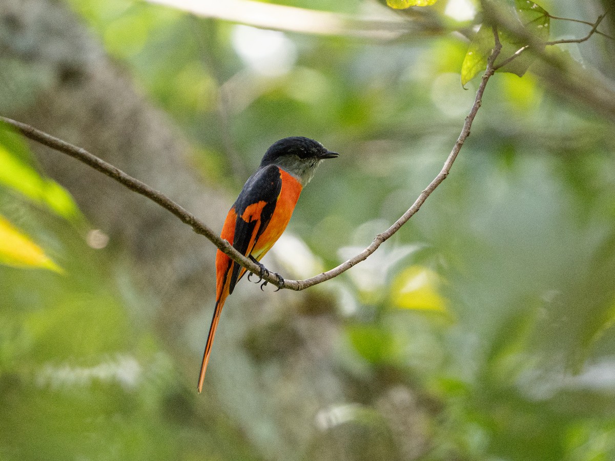 Gray-chinned Minivet - ML641965480