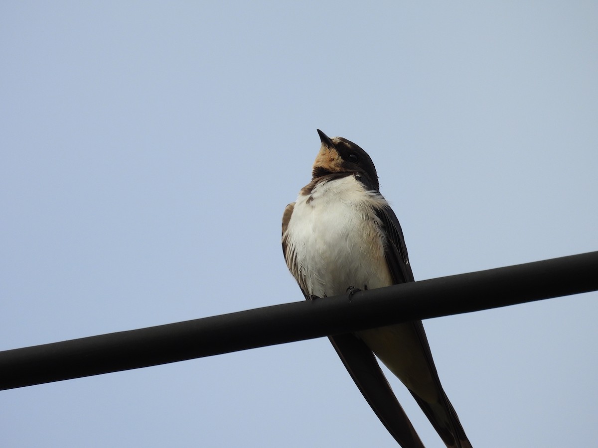 Barn Swallow - ML641965482