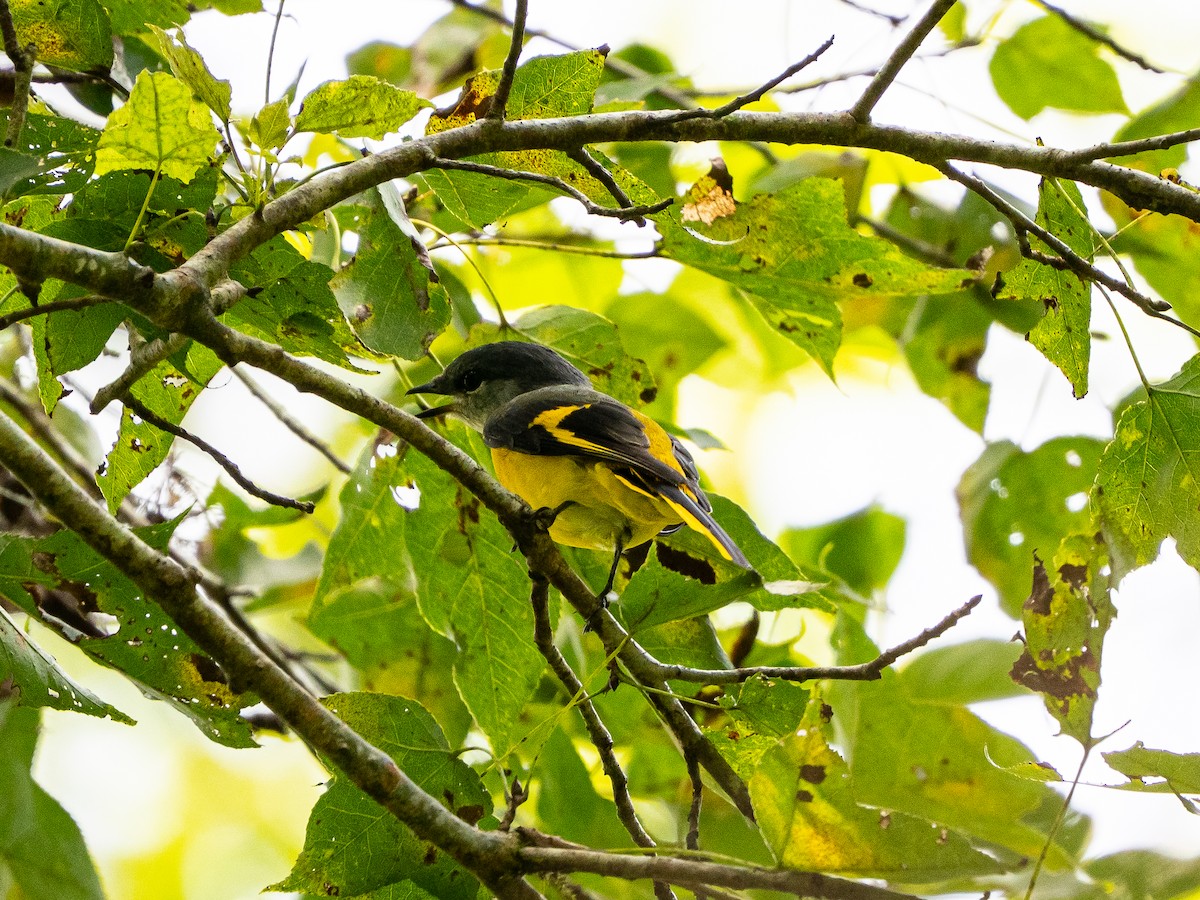 Gray-chinned Minivet - ML641965493