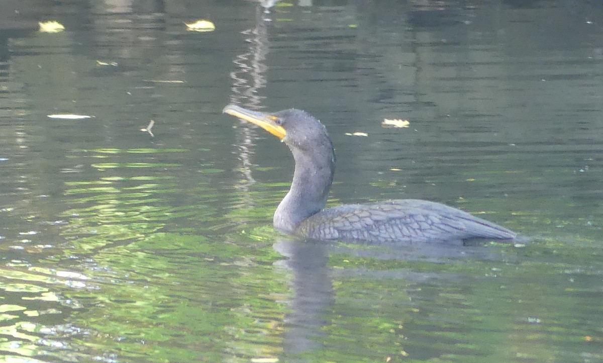 Cormorán Orejudo - ML641965496