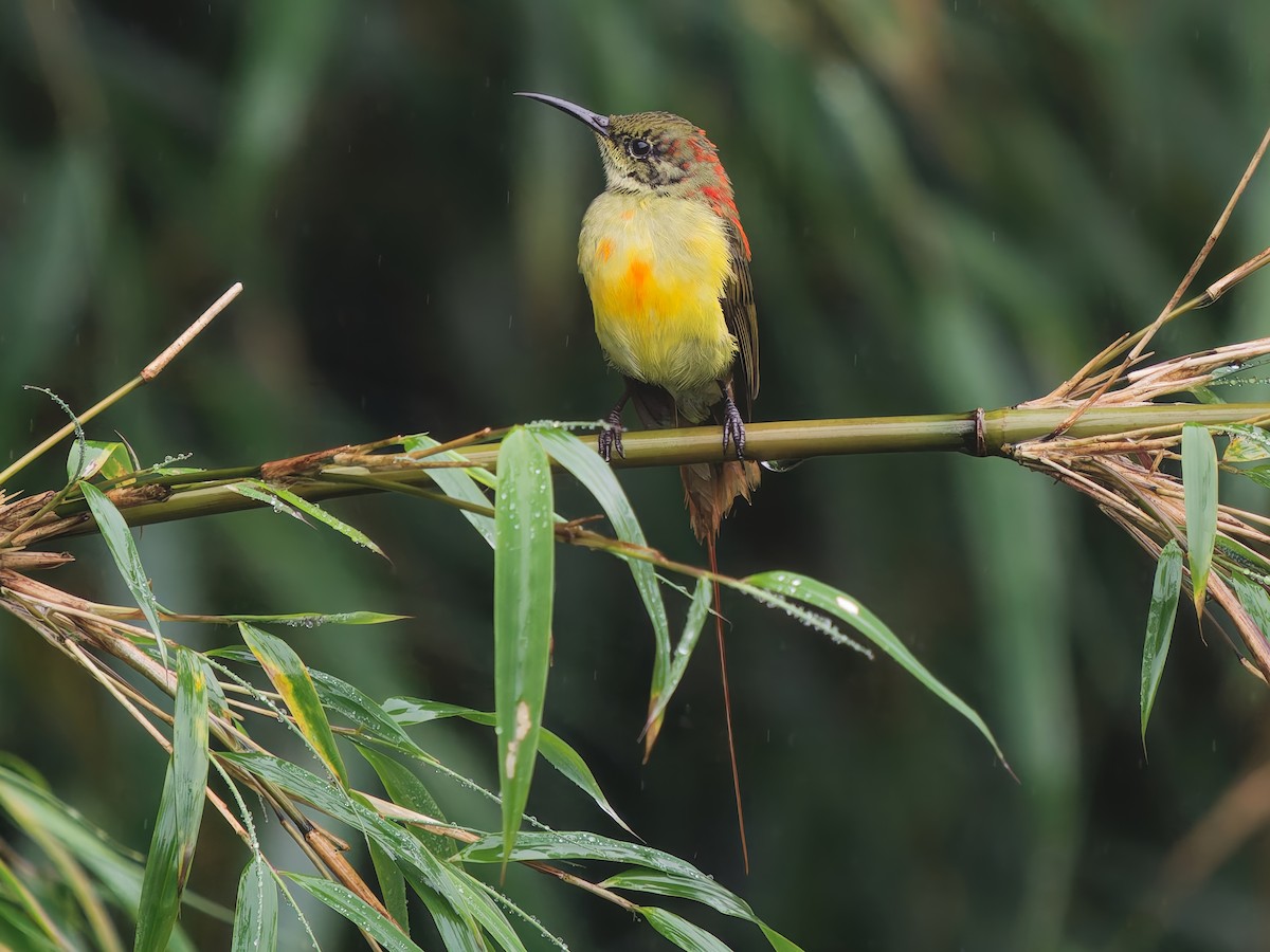 Fire-tailed Sunbird - ML641965503
