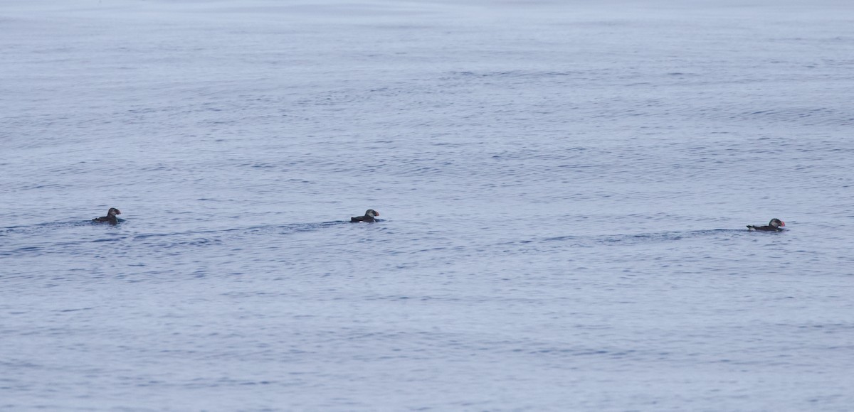 Atlantic Puffin - ML641965504