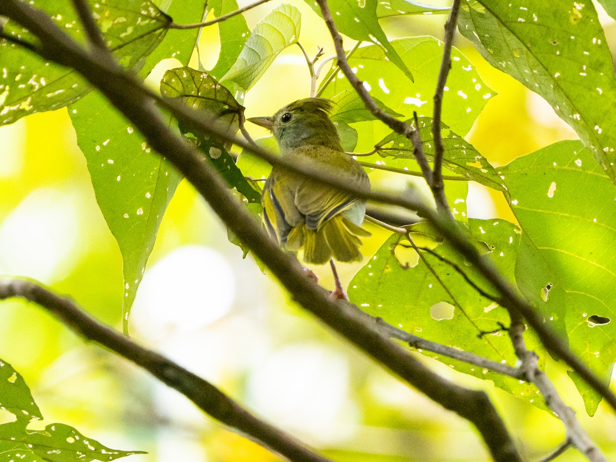 White-bellied Erpornis - ML641965505
