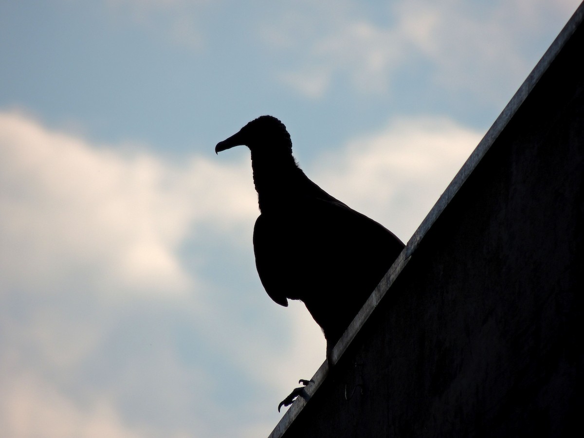 Black Vulture - ML641965506