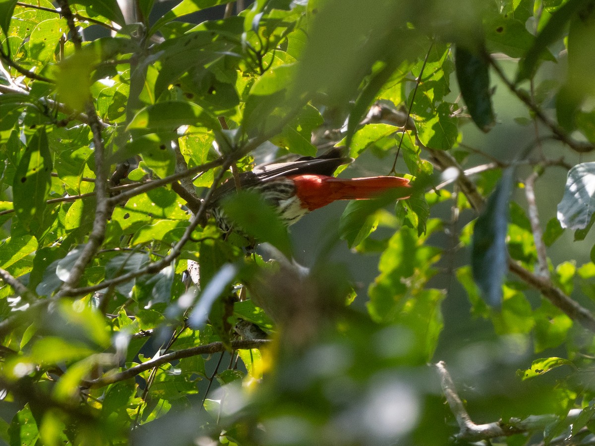 Maroon Oriole - ML641965515
