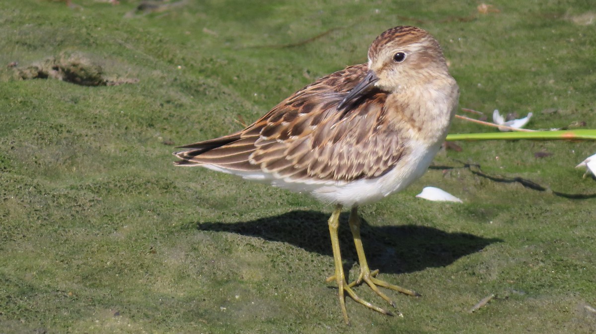 Least Sandpiper - ML641965518