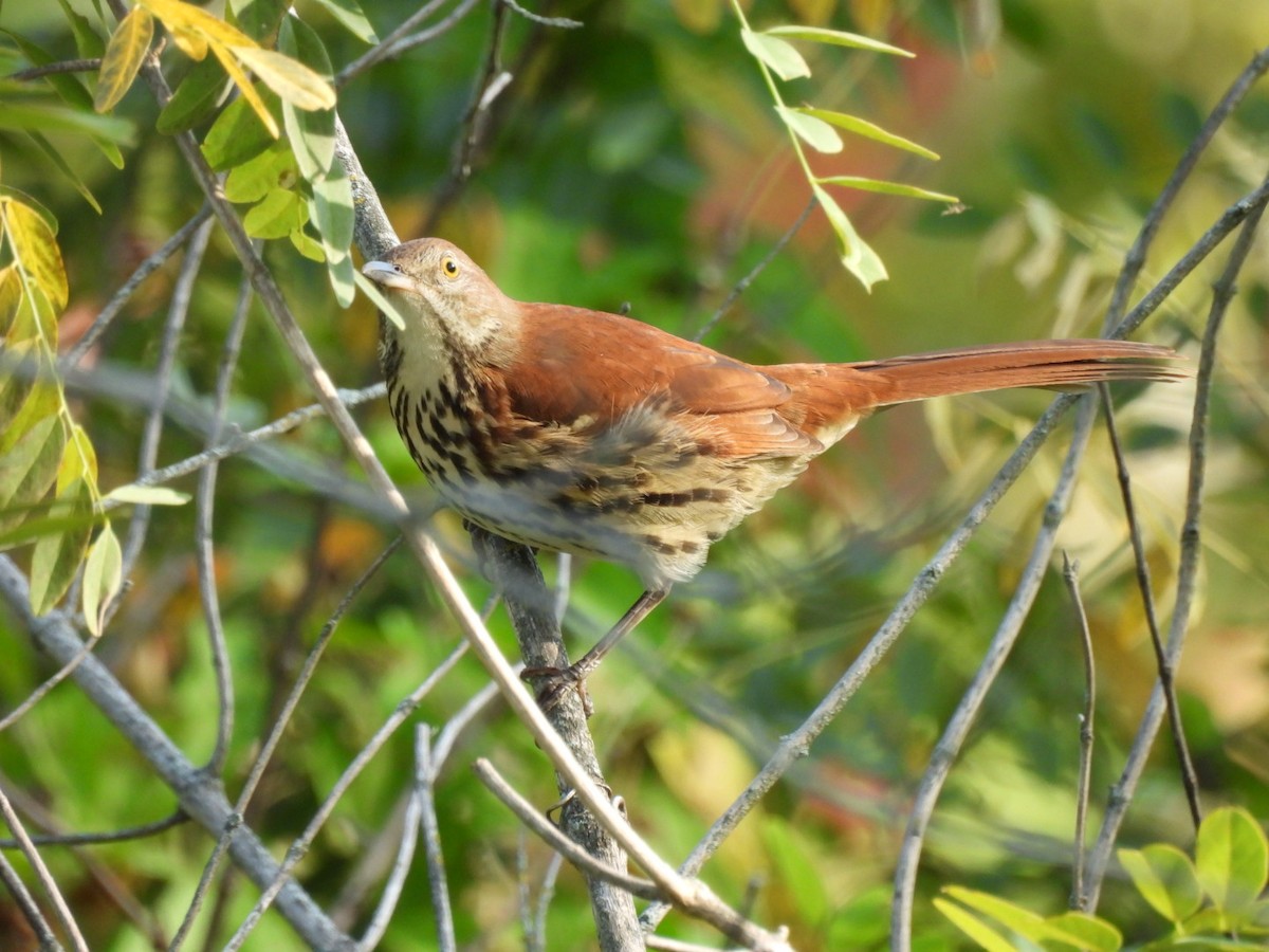 Brown Thrasher - ML641965523