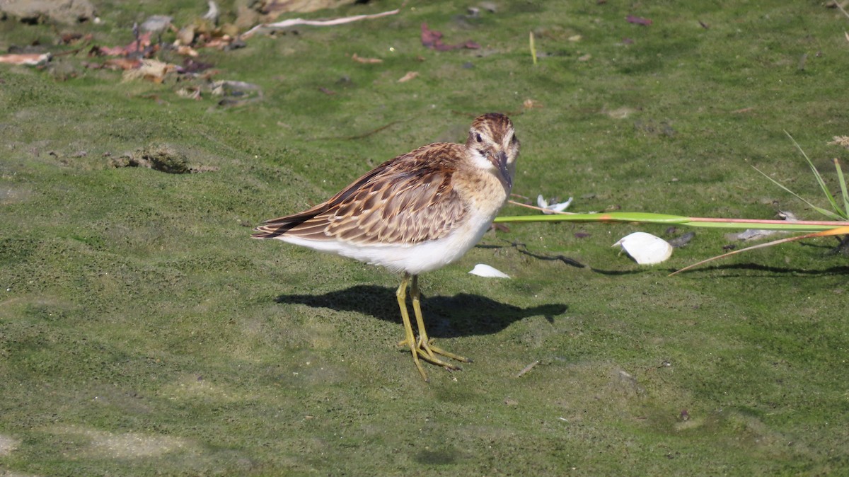 Least Sandpiper - ML641965524