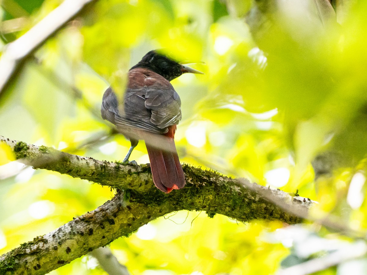 Maroon Oriole - ML641965525