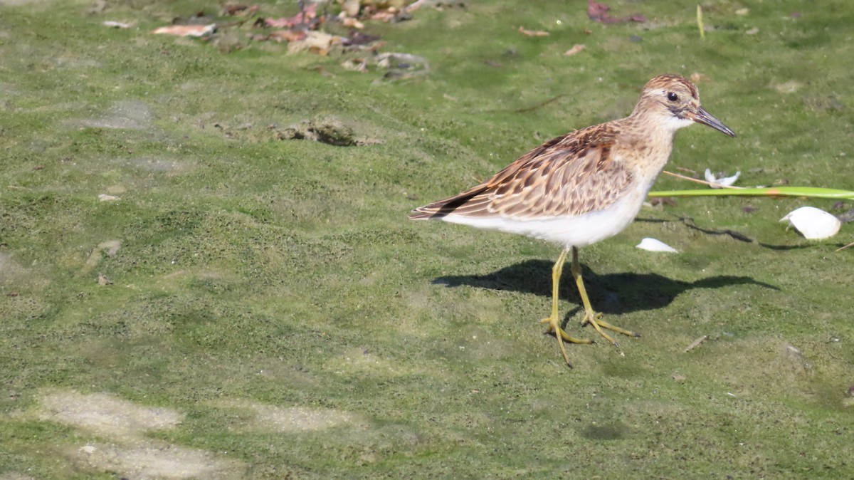 Least Sandpiper - ML641965526