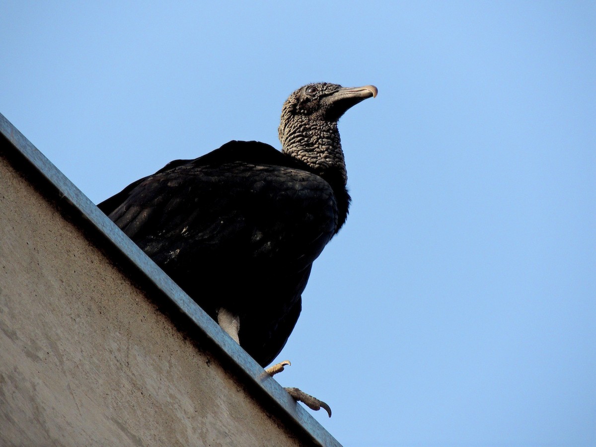 Black Vulture - ML641965527