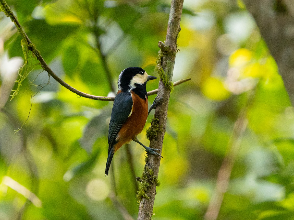 Chestnut-bellied Tit - ML641965531