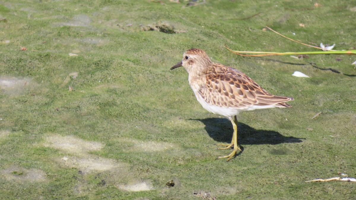 Least Sandpiper - ML641965535