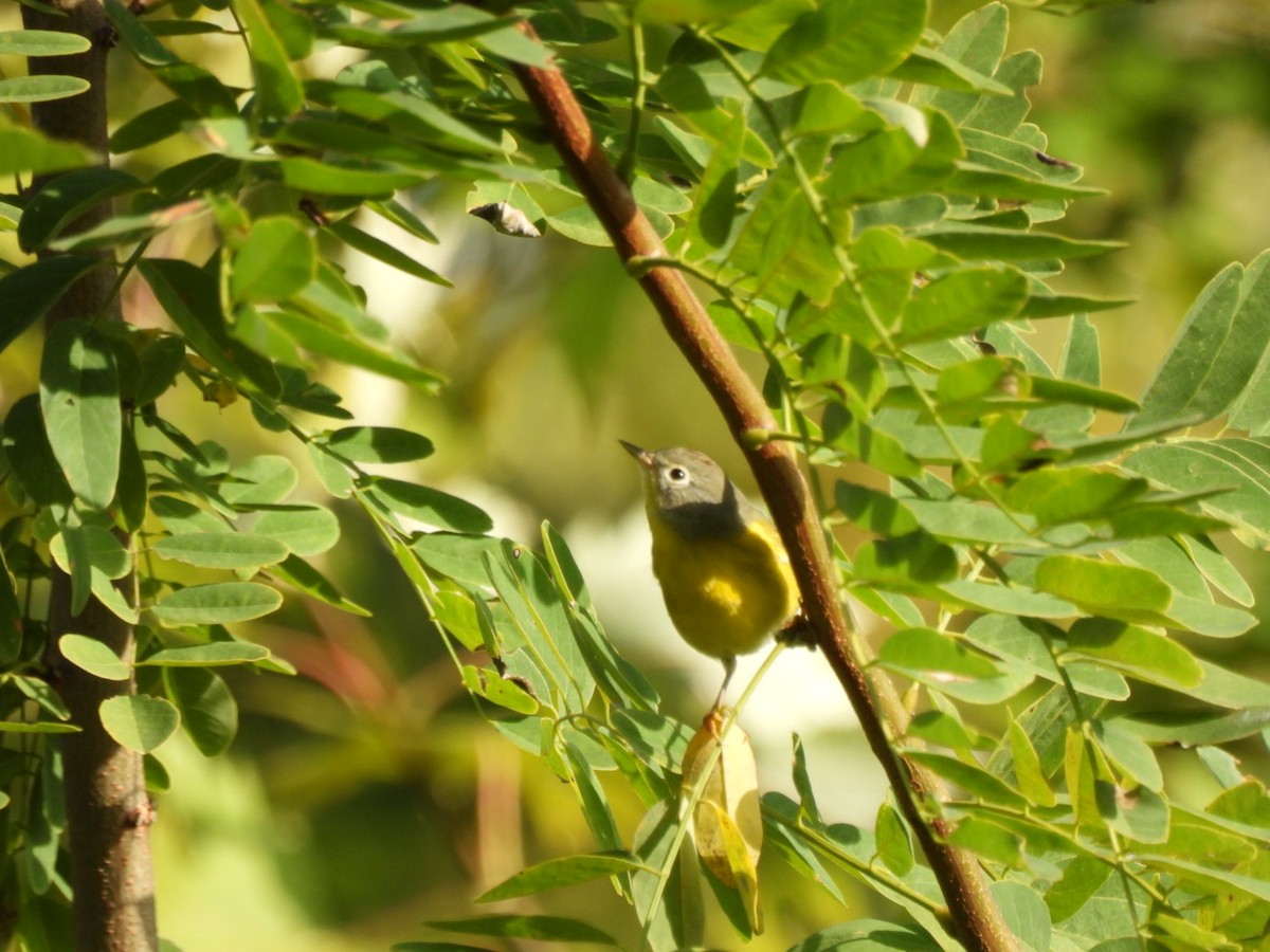 Nashville Warbler - ML641965536