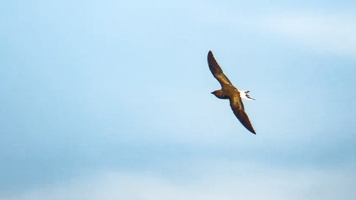 Black-winged Pratincole - ML641965541
