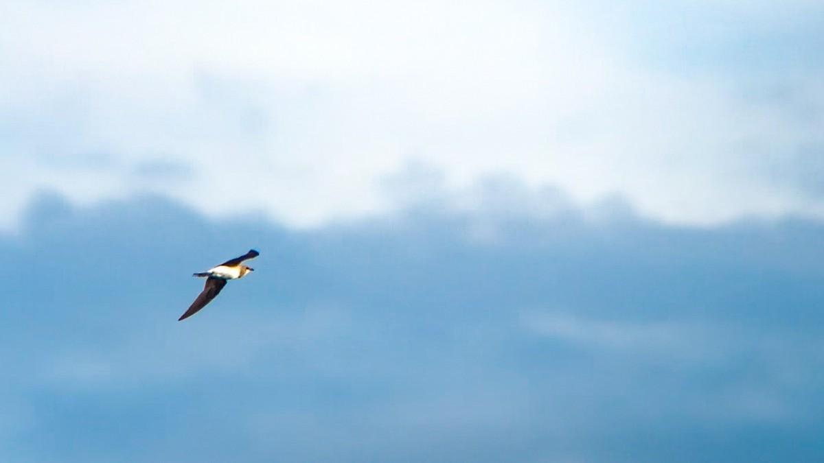 Black-winged Pratincole - ML641965542