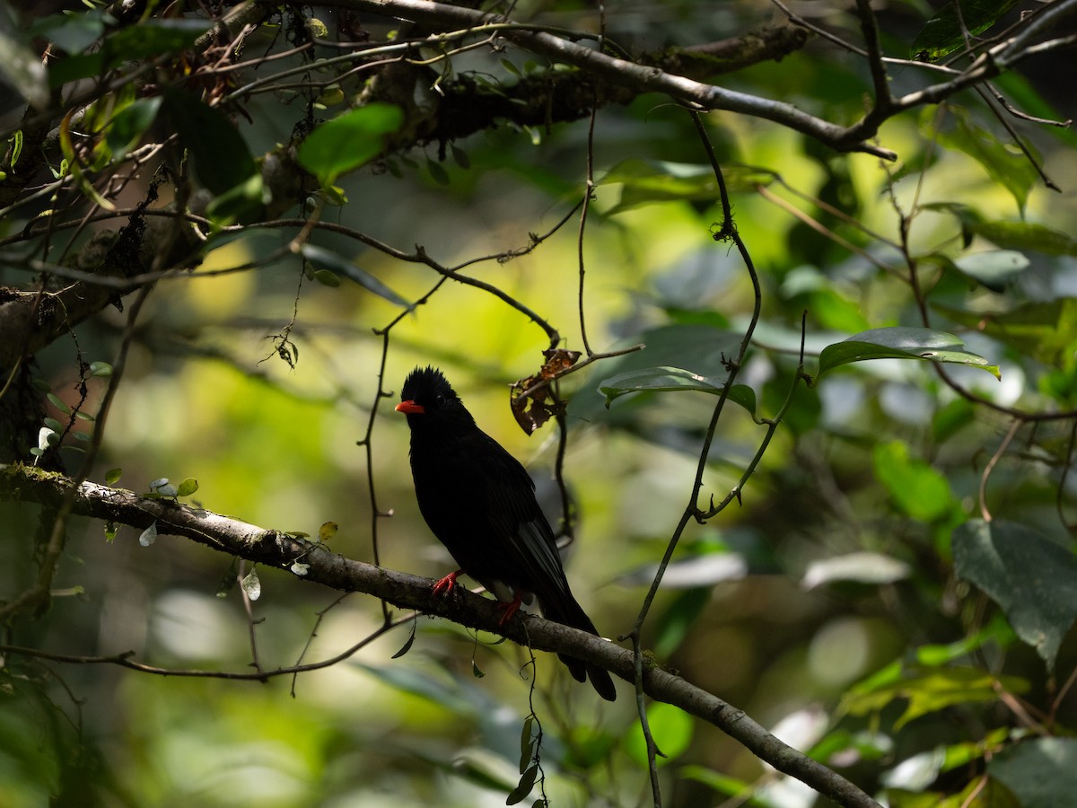Black Bulbul - ML641965544
