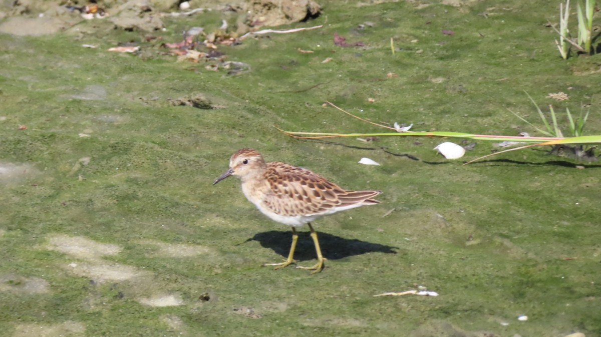 Least Sandpiper - ML641965552