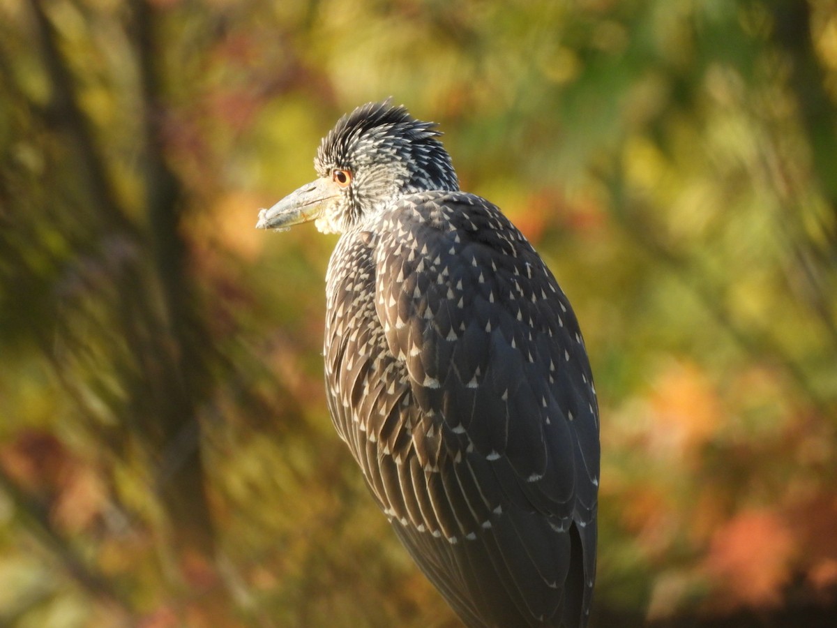 Yellow-crowned Night Heron - ML641965555