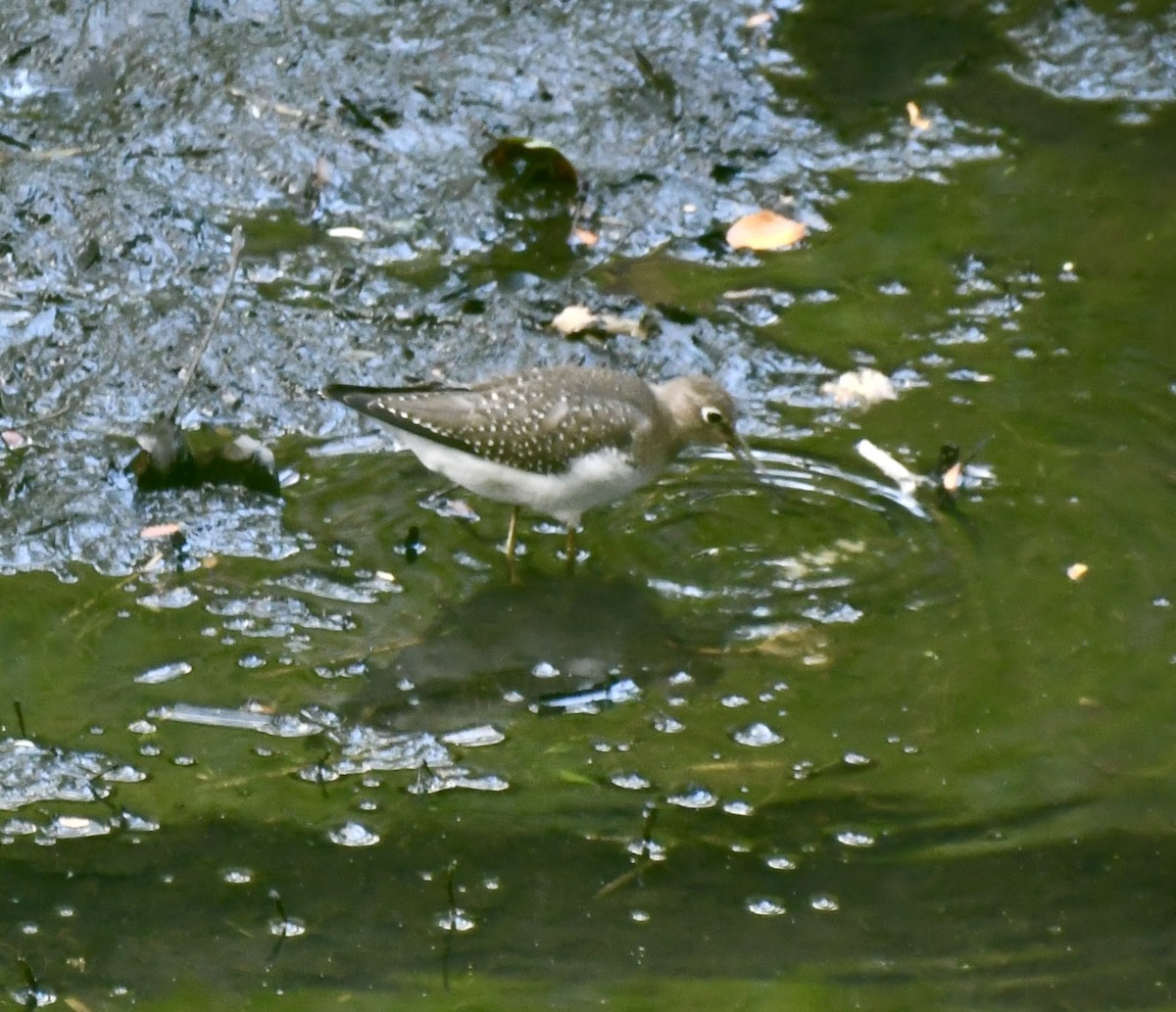 Solitary Sandpiper - ML641965575