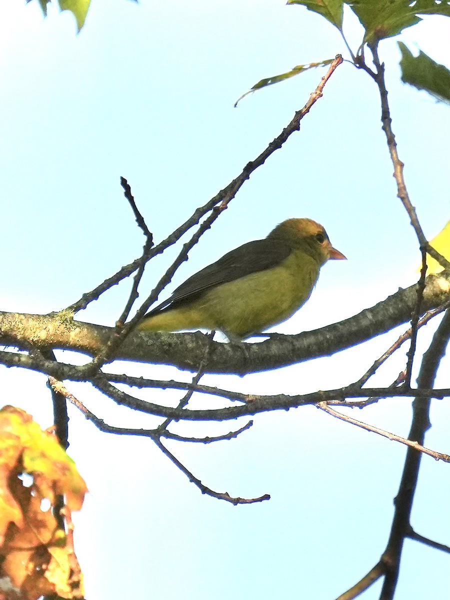 Scarlet Tanager - ML641965595