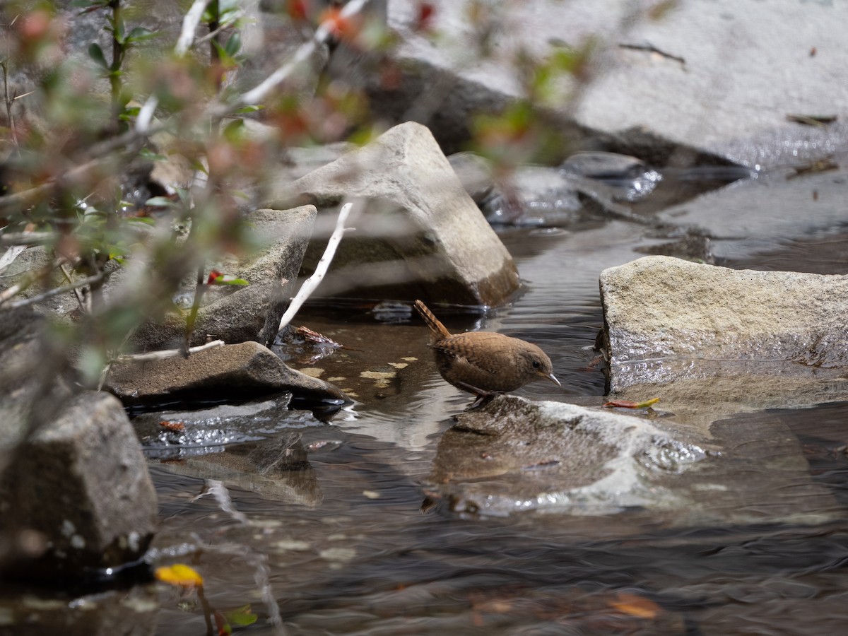 Eurasian Wren - ML641965602