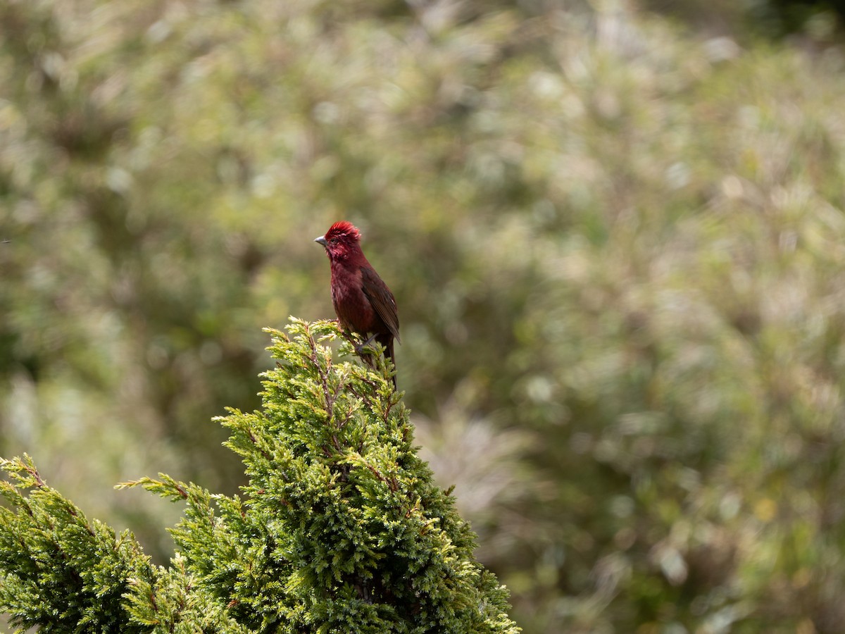 Taiwan Rosefinch - ML641965608