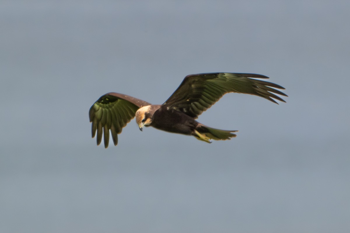 Western Marsh Harrier - ML641965614
