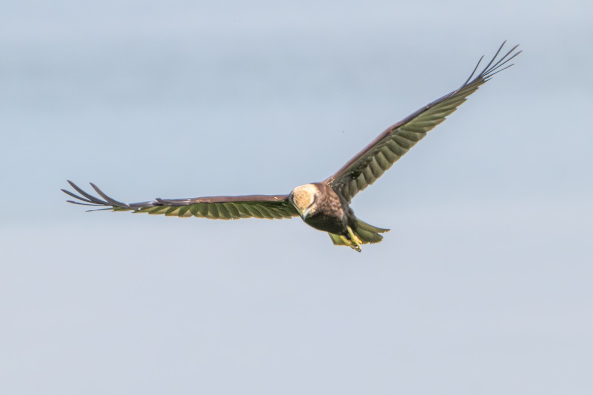 Western Marsh Harrier - ML641965615