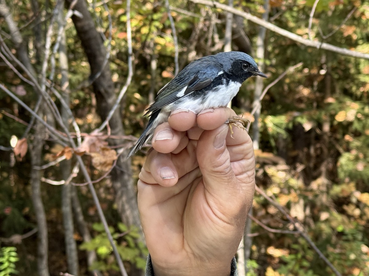 Black-throated Blue Warbler - ML641965648