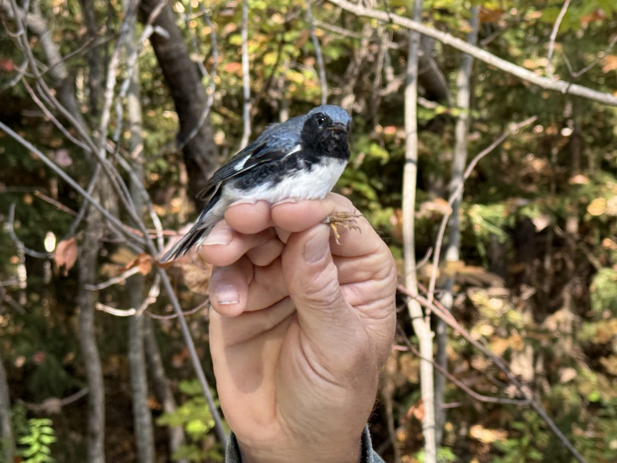 Black-throated Blue Warbler - ML641965649