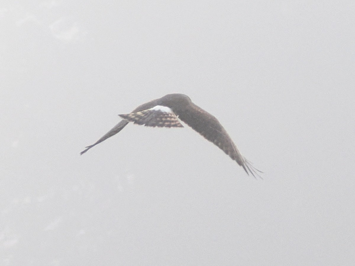 Northern Harrier - ML641965671