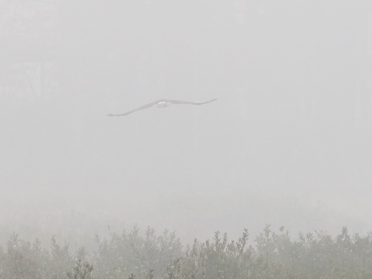 Northern Harrier - ML641965672