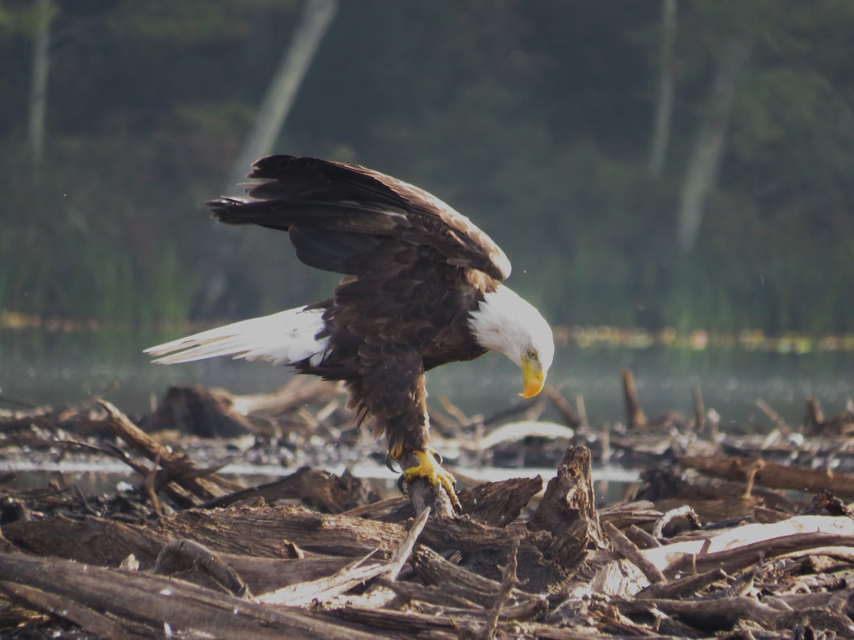 Bald Eagle - ML641965705