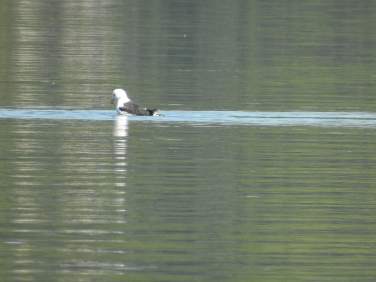 Great Black-backed Gull - ML641965724