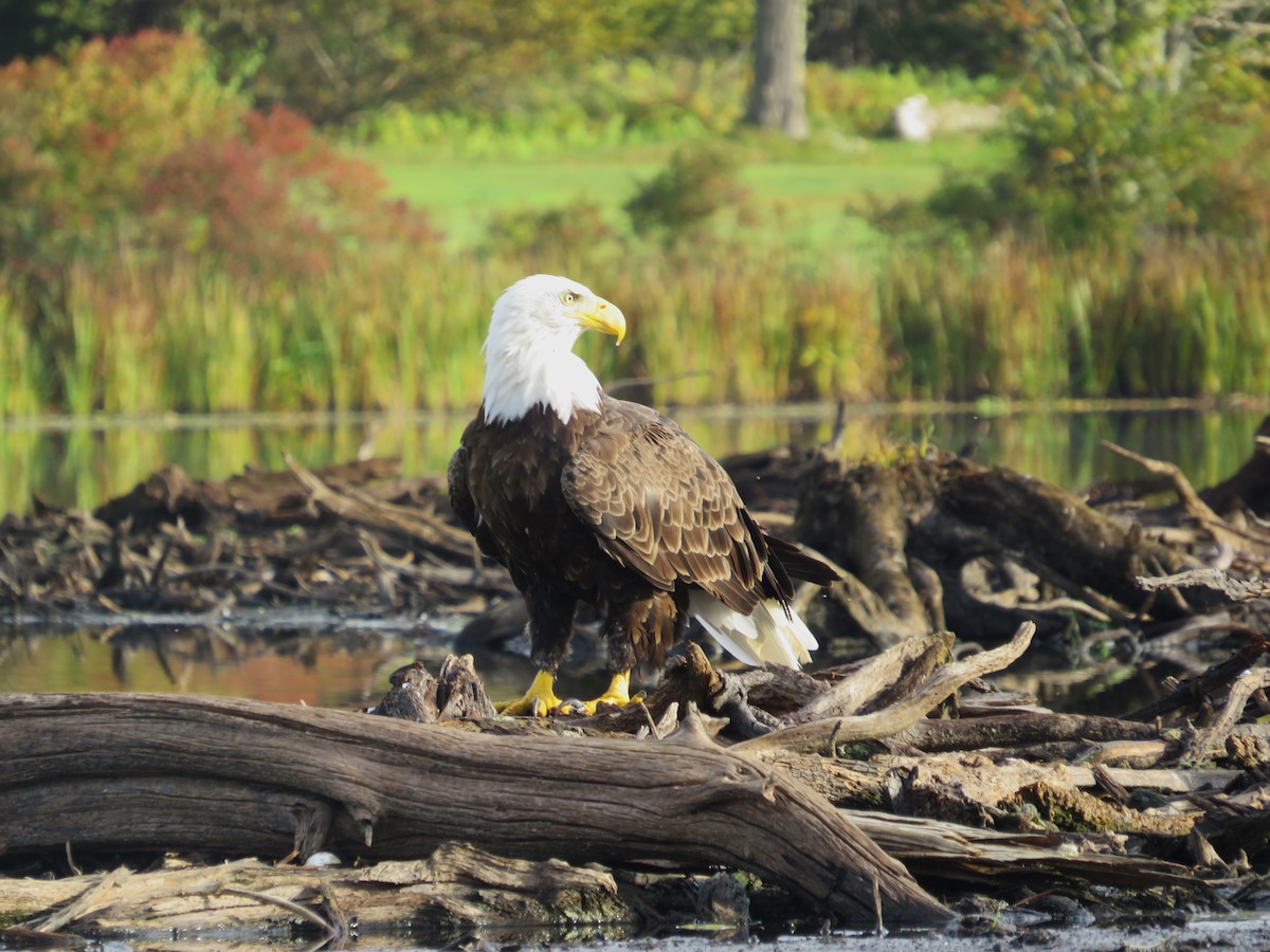 Bald Eagle - ML641965733