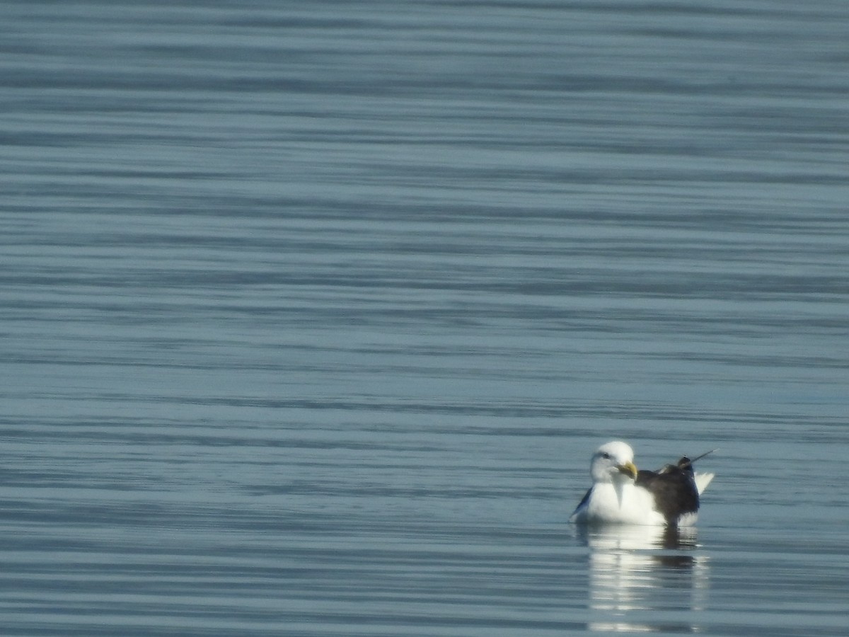 Great Black-backed Gull - ML641965737