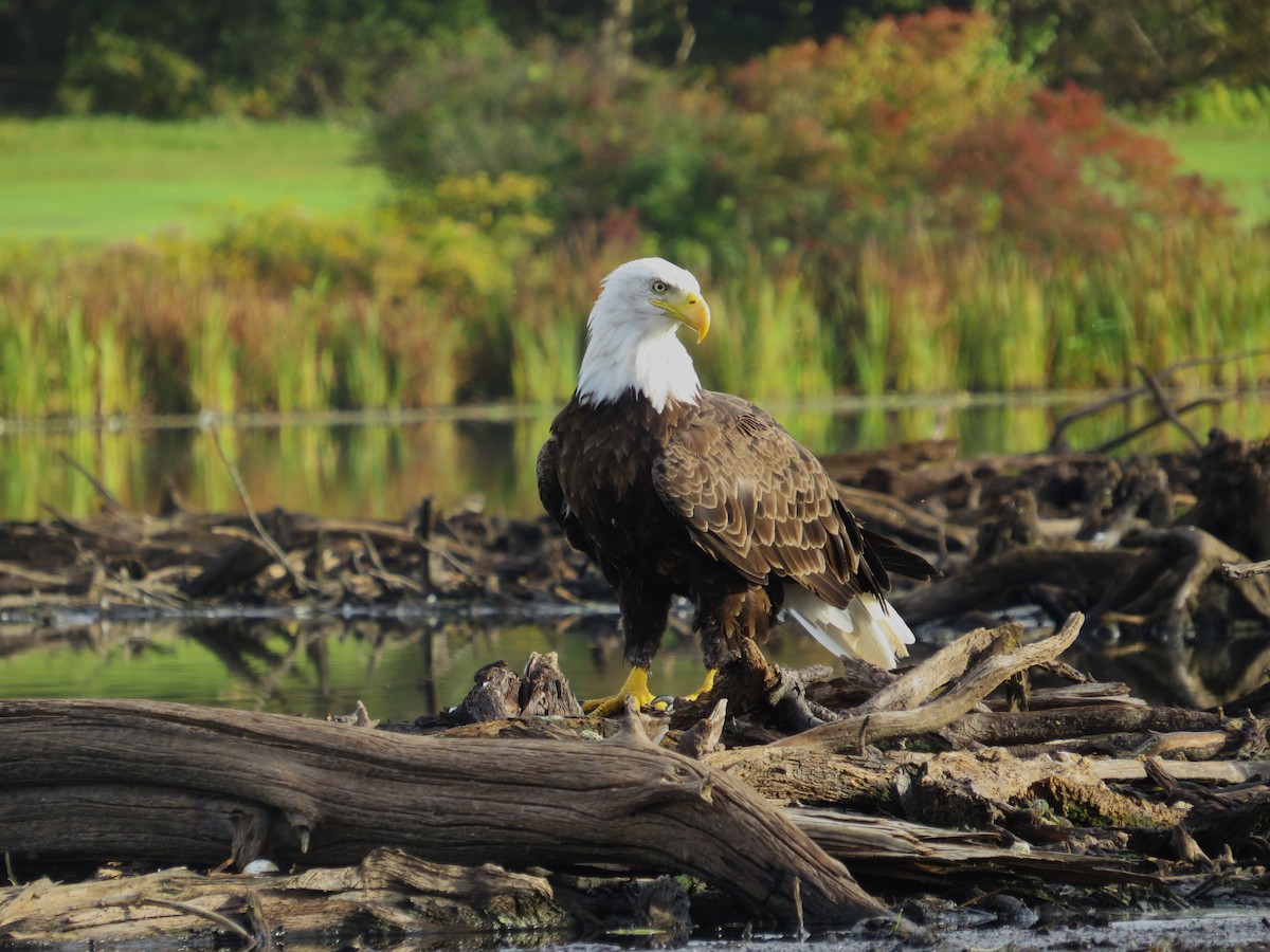 Bald Eagle - ML641965738