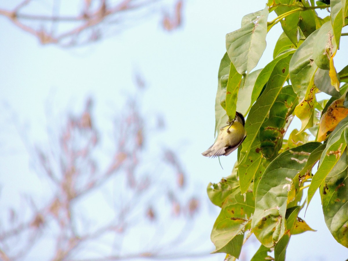 Bananaquit - ML641965740