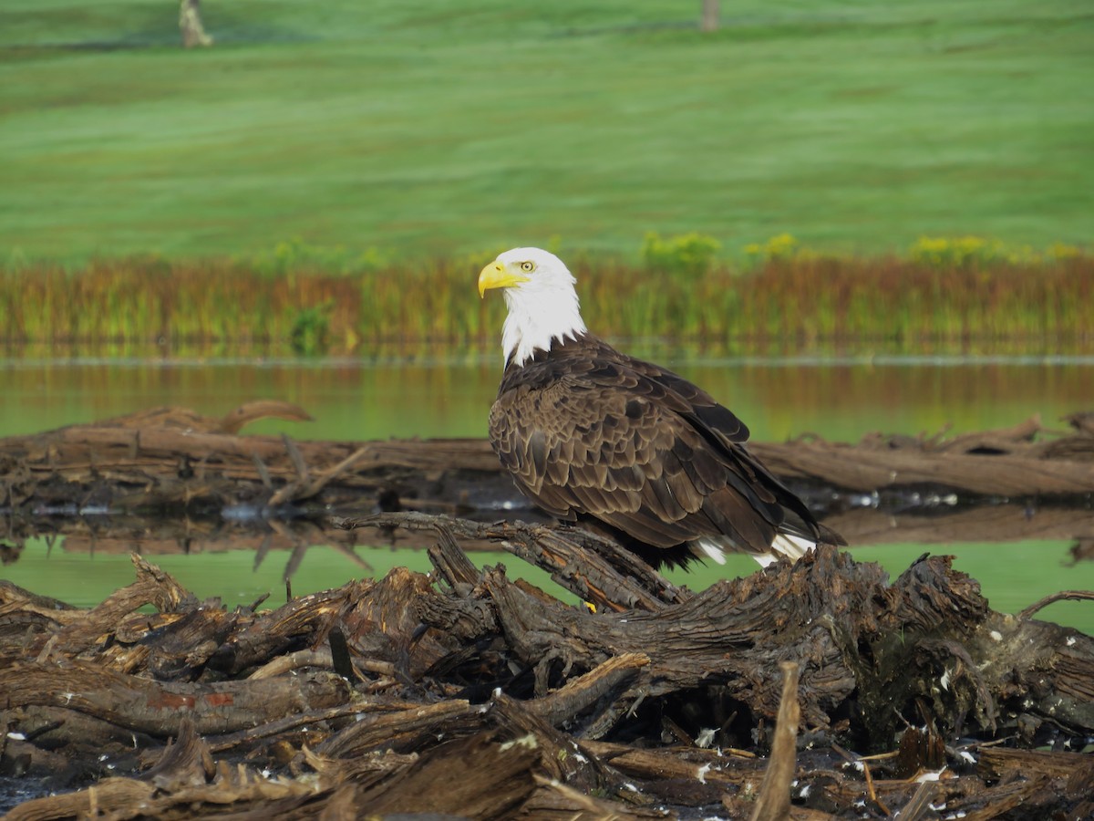 Bald Eagle - ML641965742
