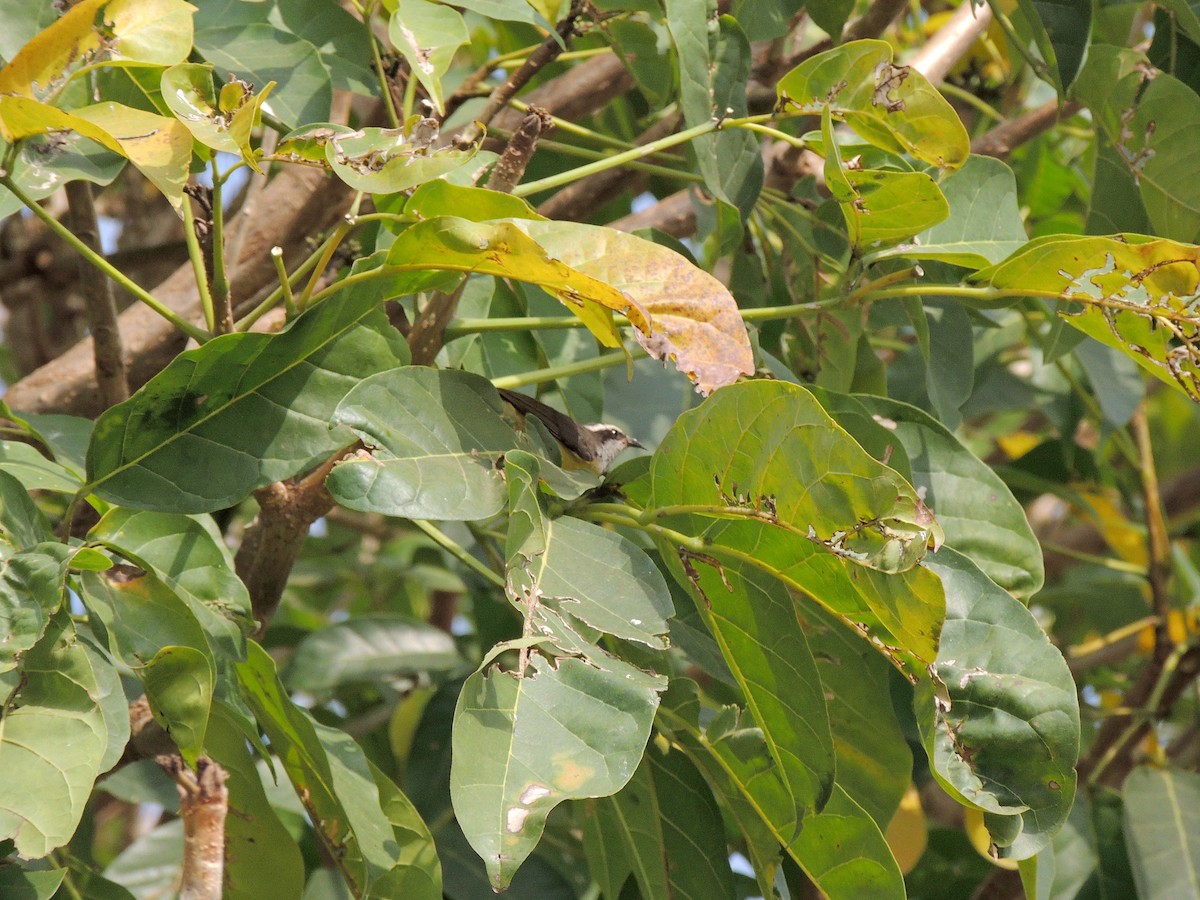 Bananaquit - ML641965746
