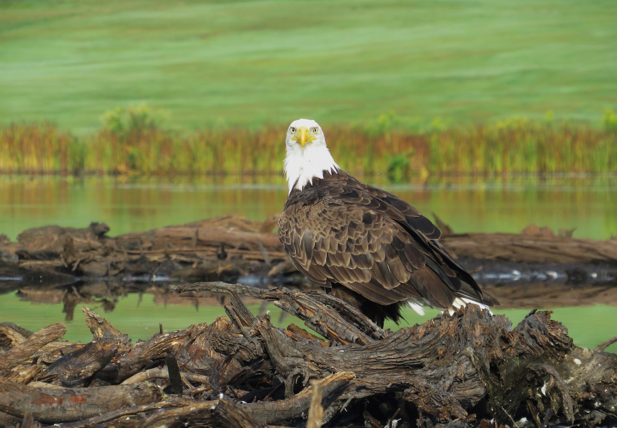 Bald Eagle - ML641965754