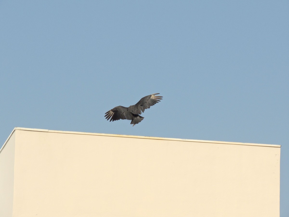 Black Vulture - ML641965756