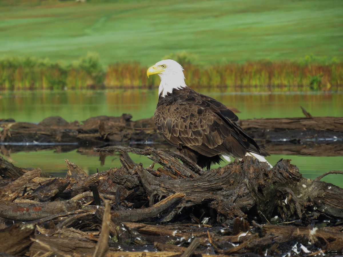 Bald Eagle - ML641965757