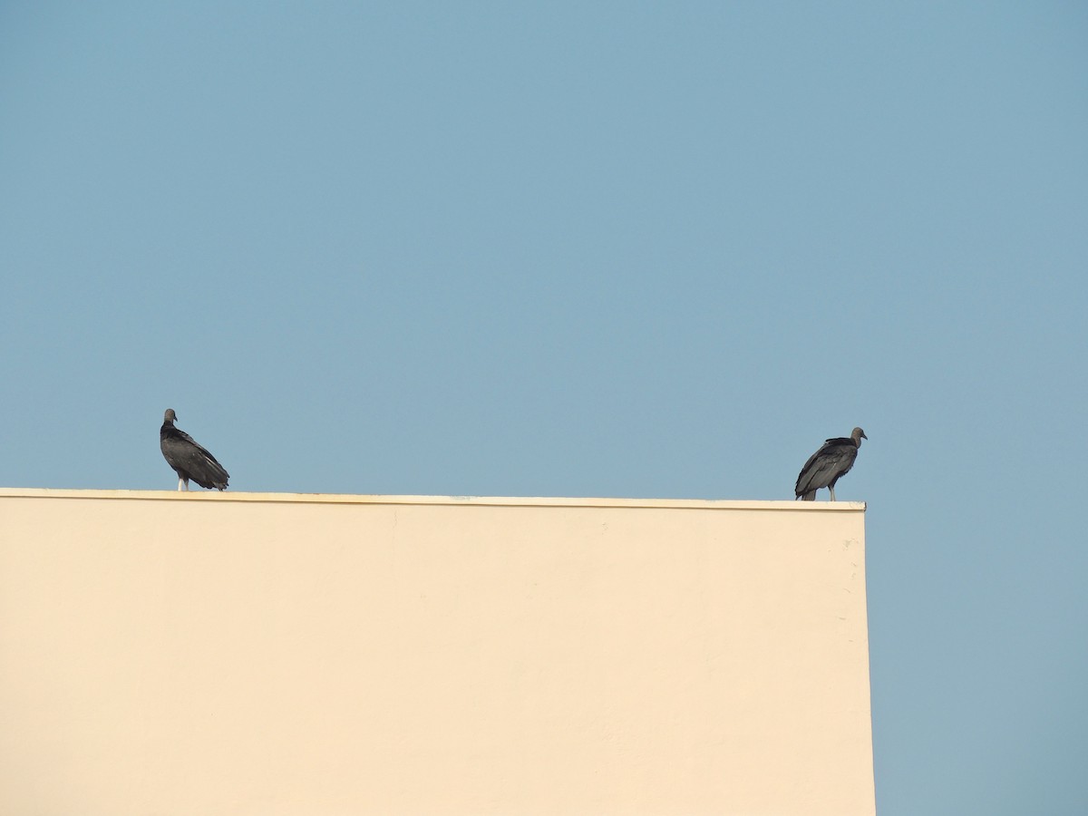 Black Vulture - ML641965758