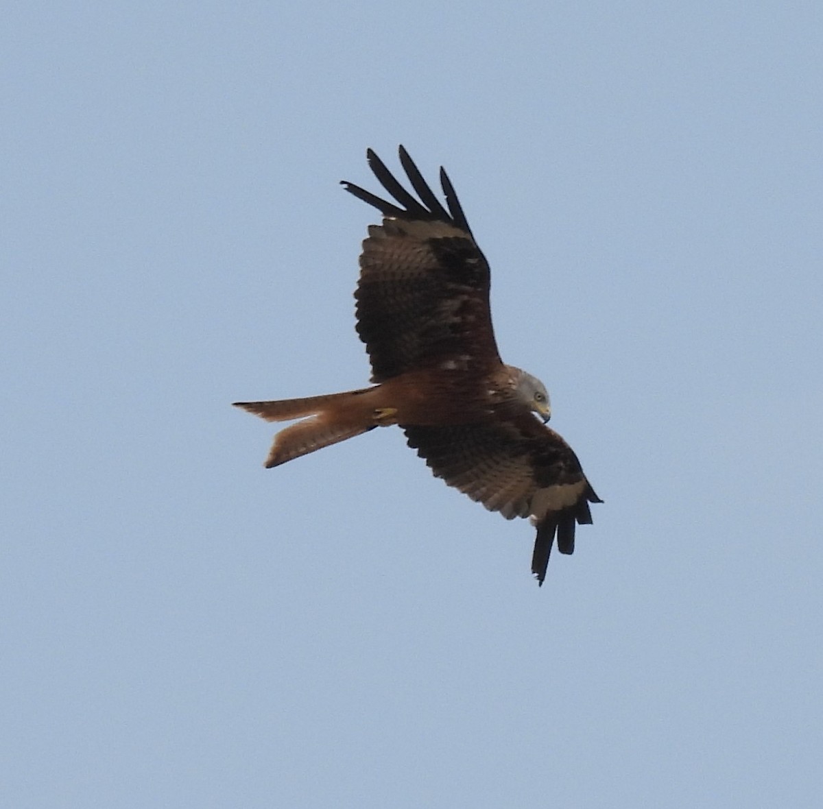 Red Kite - ML641965793