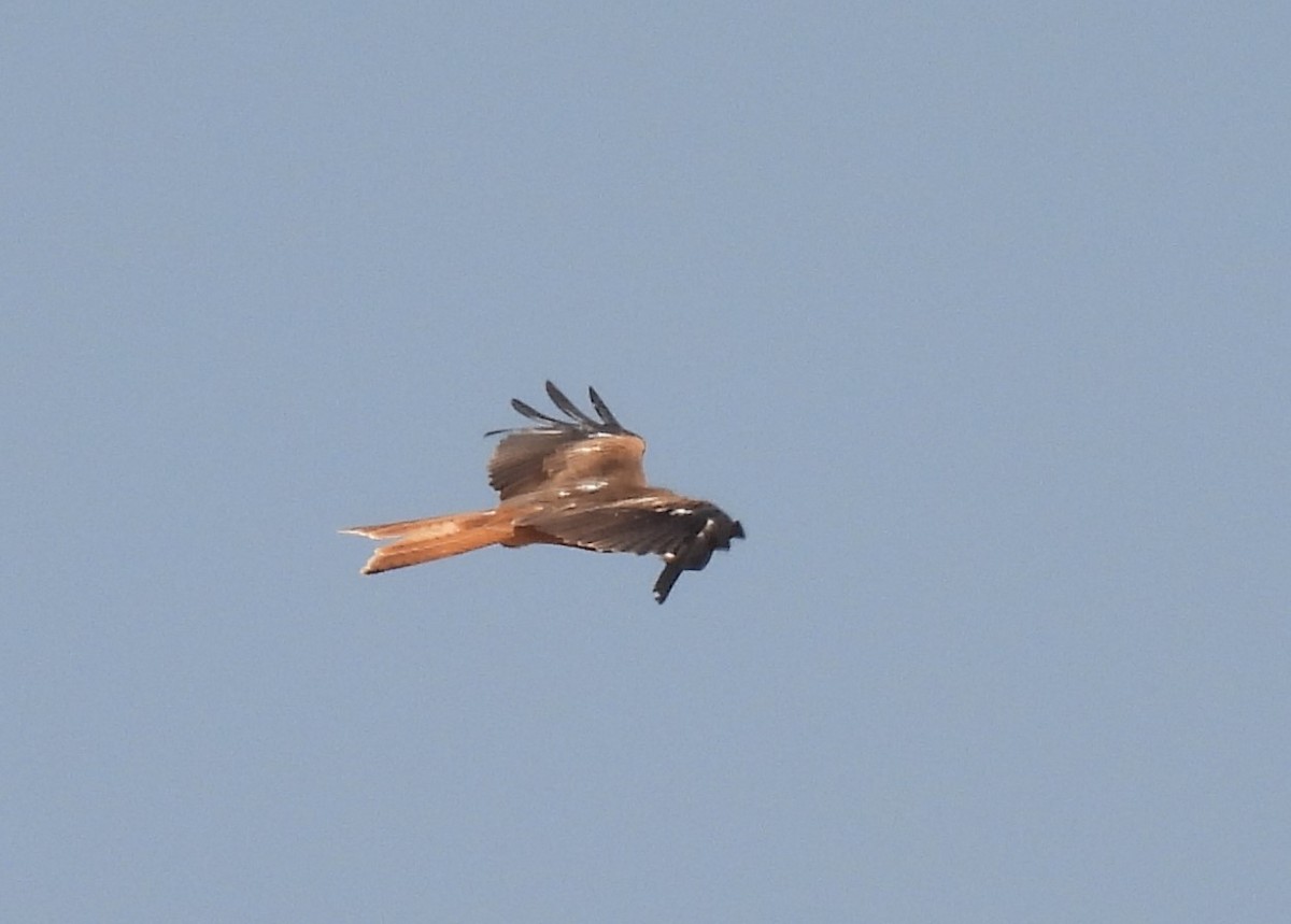 Red Kite - ML641965795