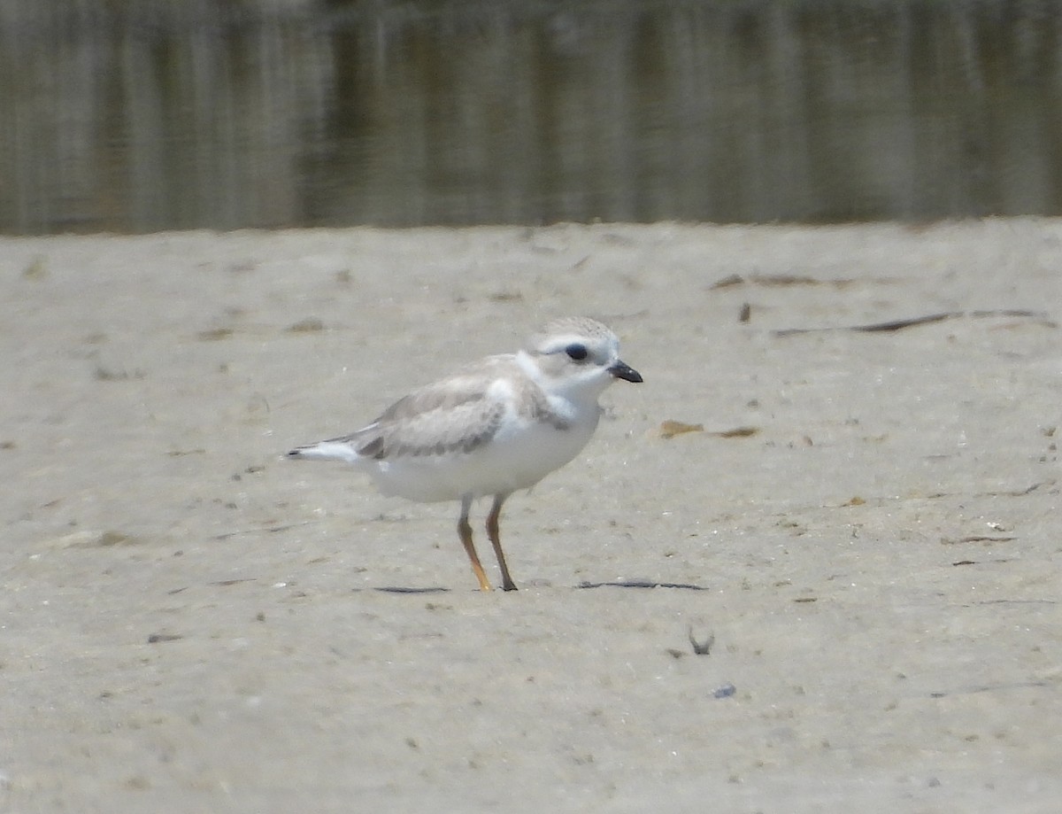 Piping Plover - ML641965796