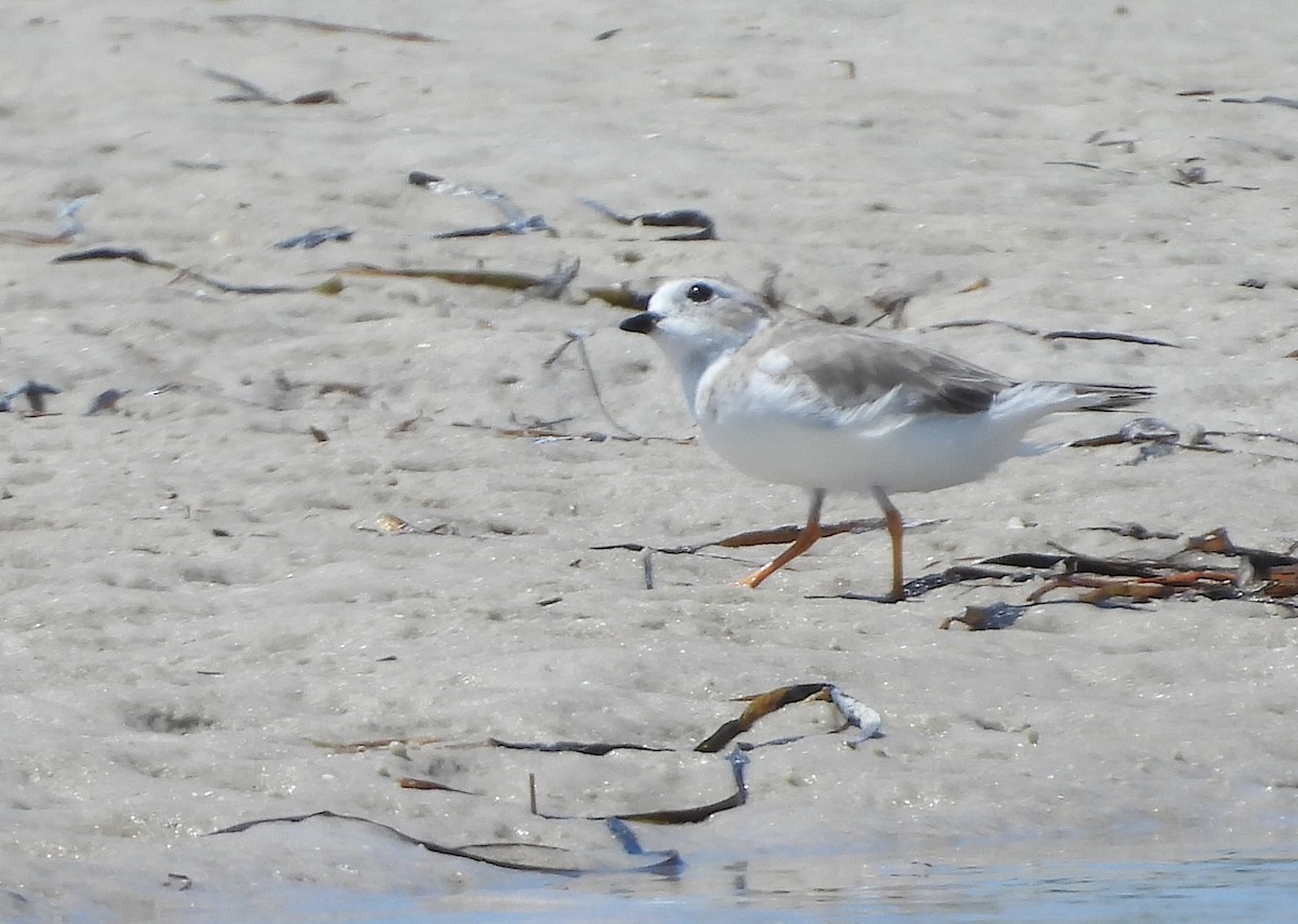 Piping Plover - ML641965802